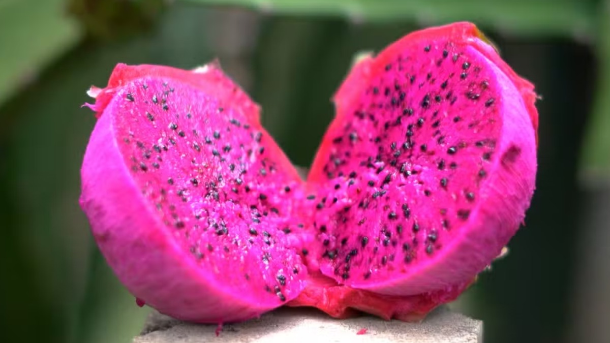 pitaya mercado brasileiro