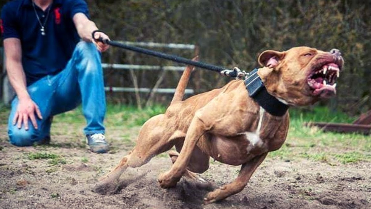 agressão canina