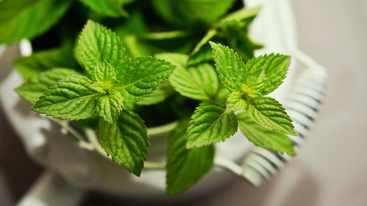 plantas medicinais Brasil