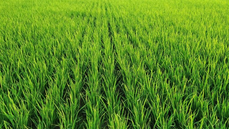 queda no preço do arroz