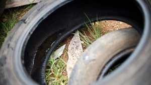 Ribeirão Preto (SP) tem "Dia D" contra a dengue em bairro da zona Norte