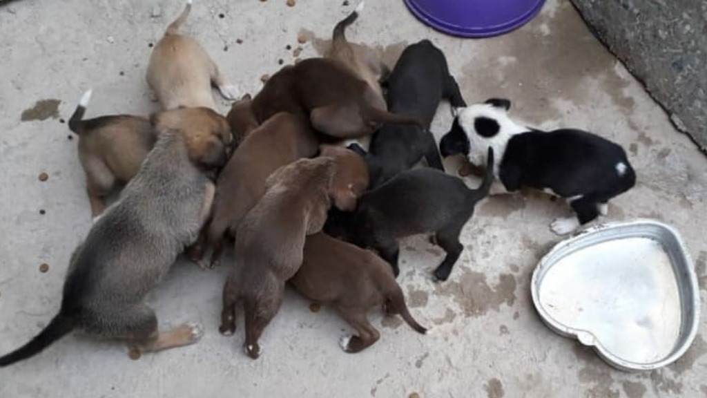 animais abandonados