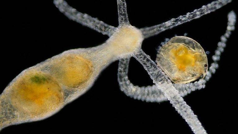 ‘Bio Convention 2025’ acontece na próxima