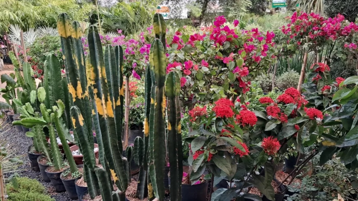 Produção de plantas e flores deve