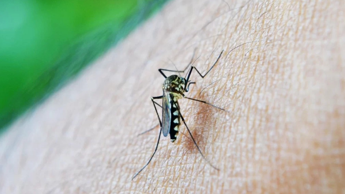 combate à dengue