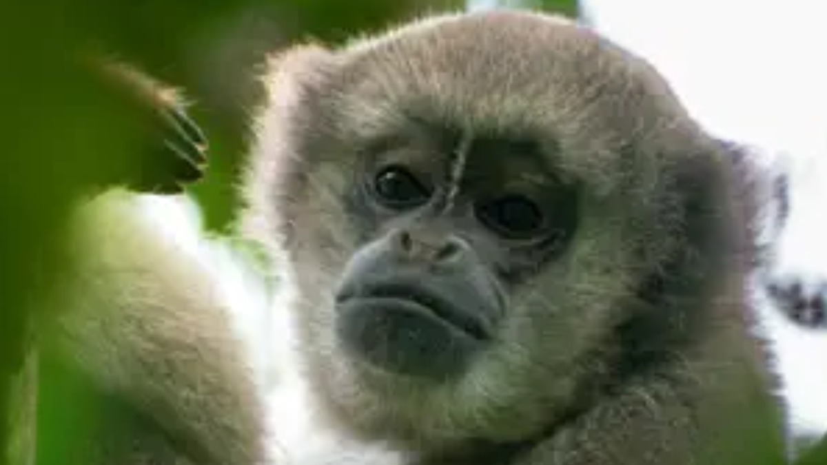 Muriqui