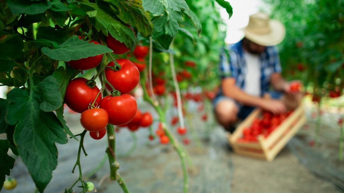 Tomate sofre com clima e preço