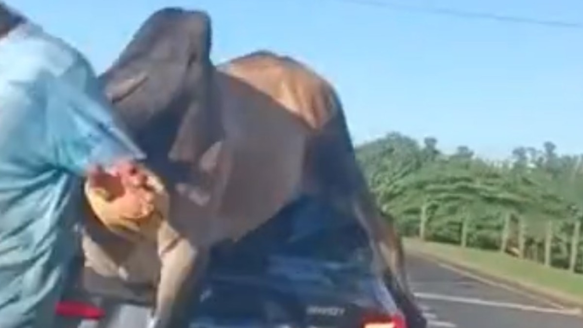 animal na pista