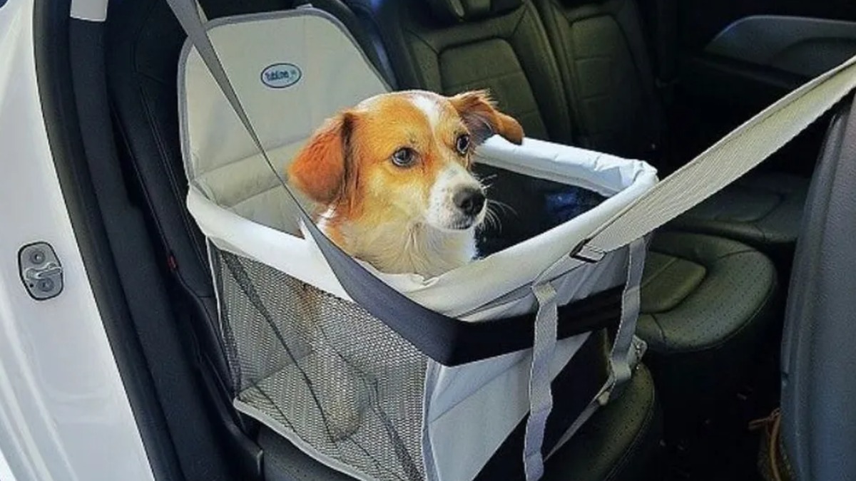 Você evita de viajar para não