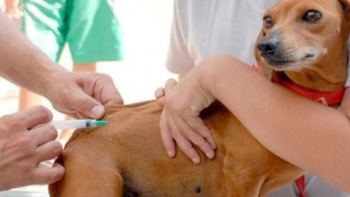 Vacinação de pets