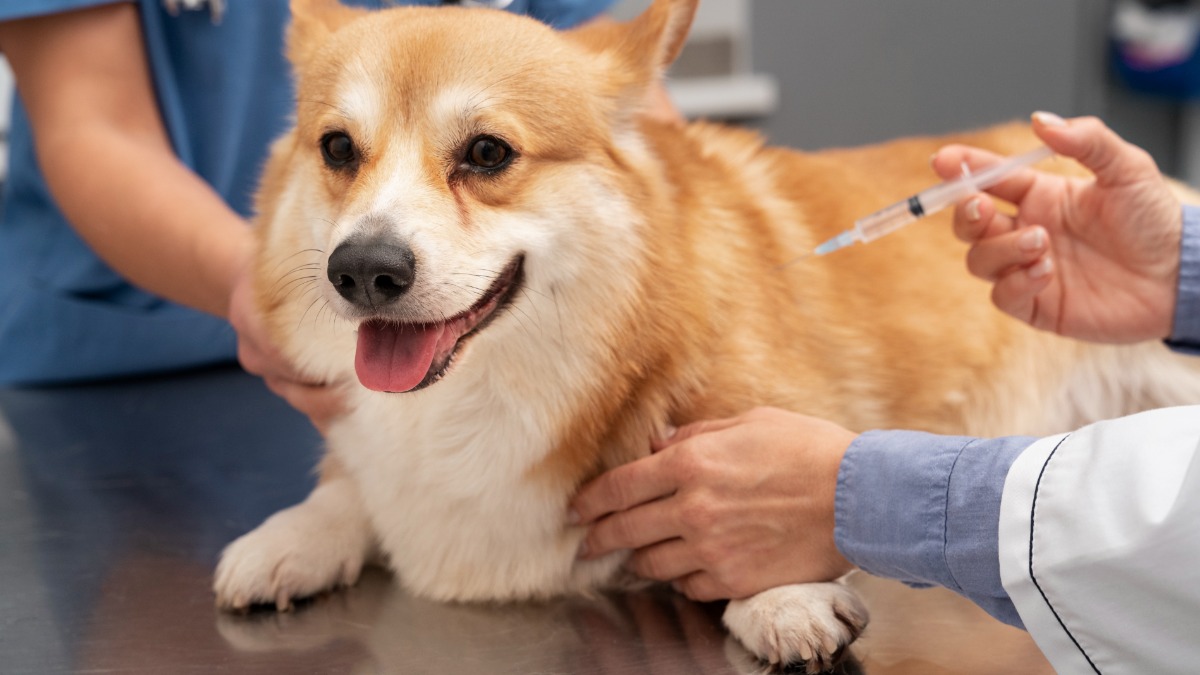 Vacinação antirrábica pets