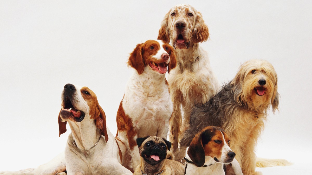 comportamento animal