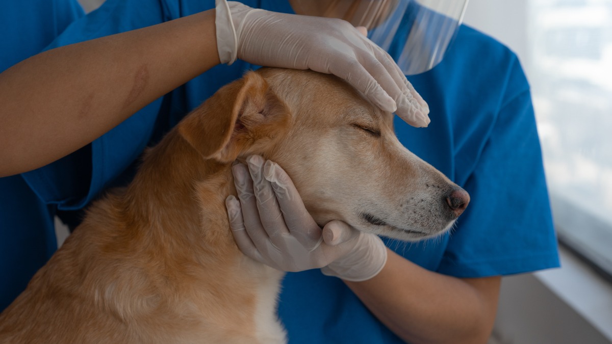 vacinação de pets