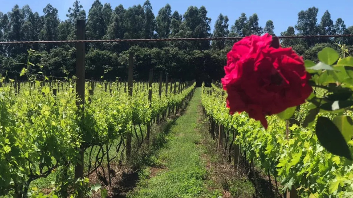 rota turística vinícolas