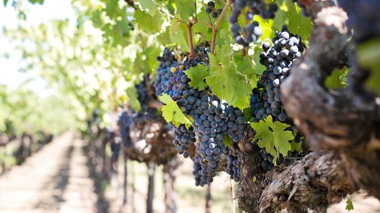 produção de vinho