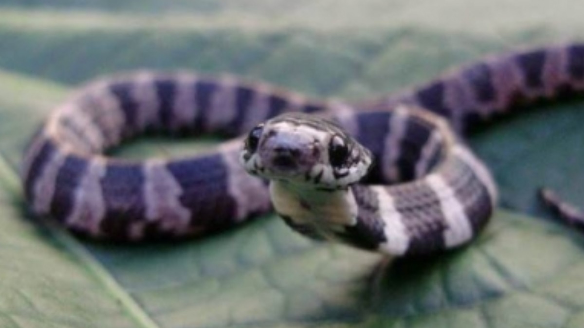 canto de serpente