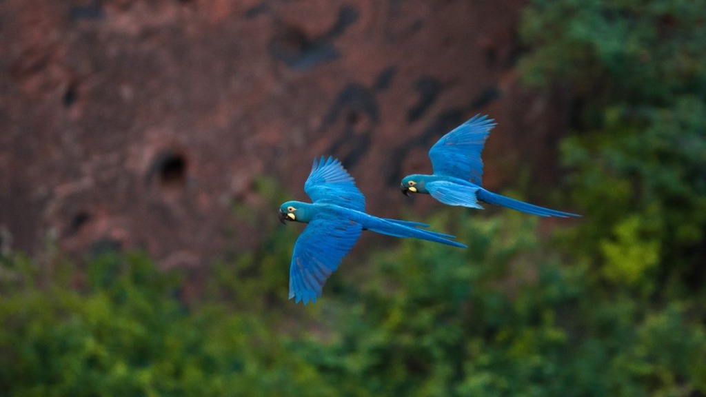aves da Caatinga