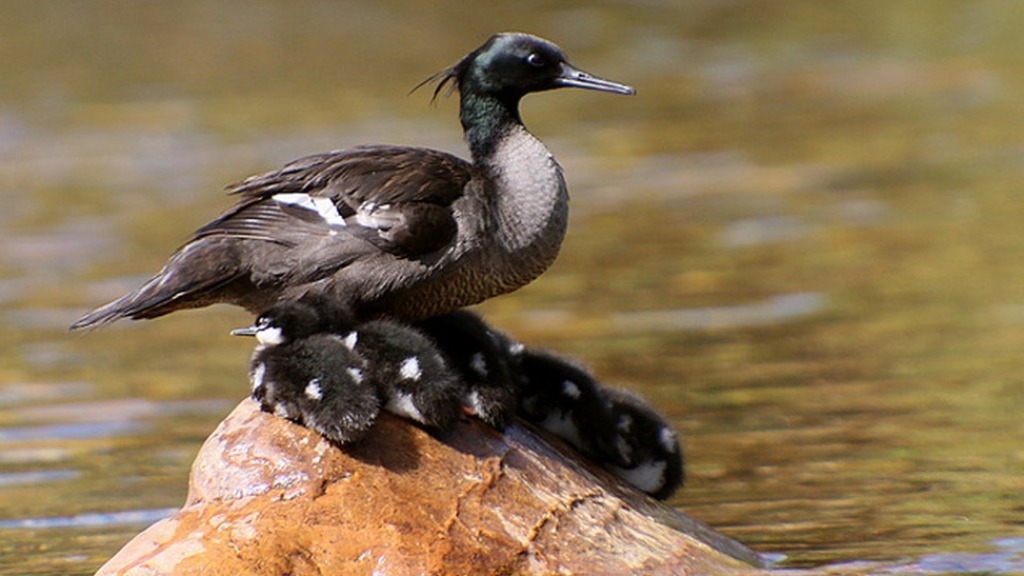 aves aquáticas