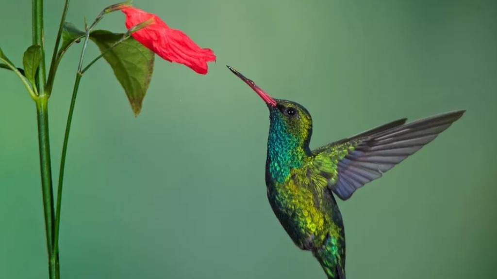 beija-flor