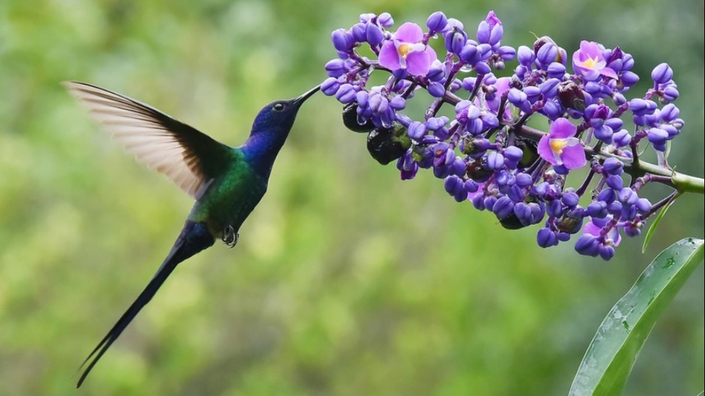 Beija-flor-tesoura