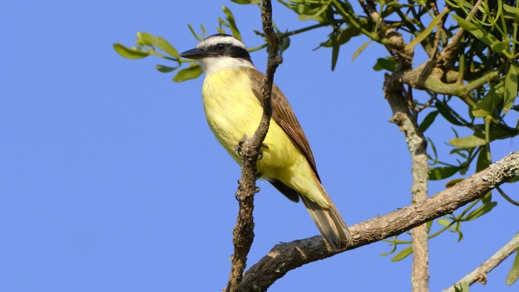 canto de aves