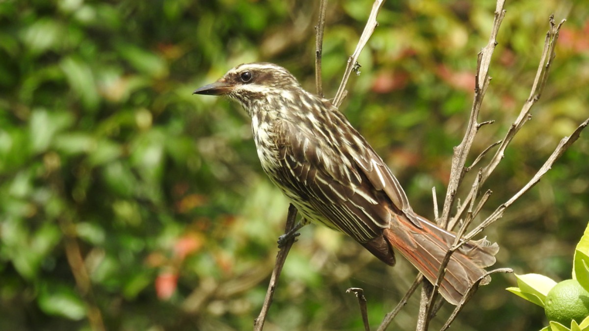Bem-Te-Vi-Rajado