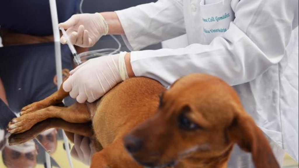 eutanásia de animais