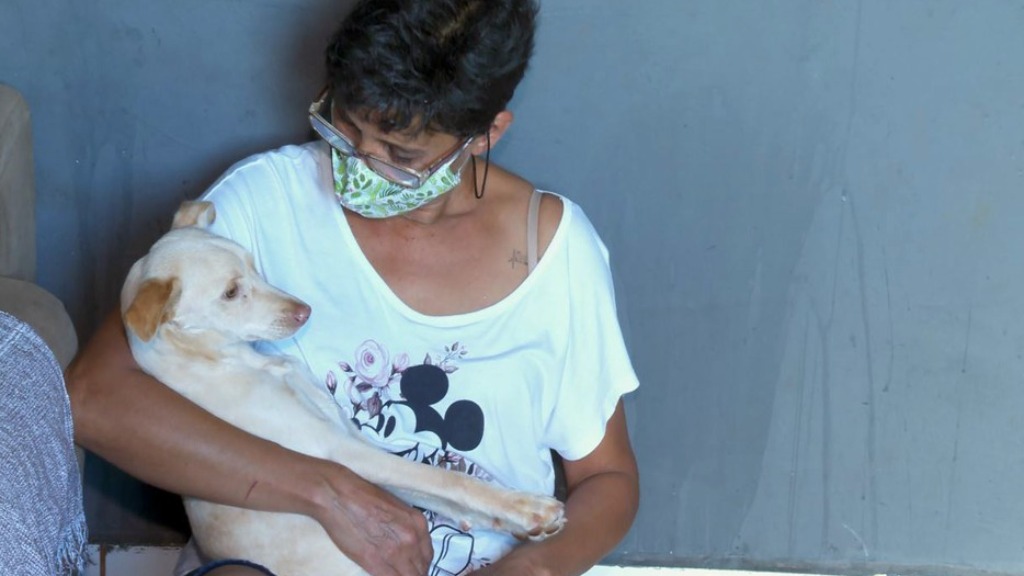 Cachorro paralisia tratamento