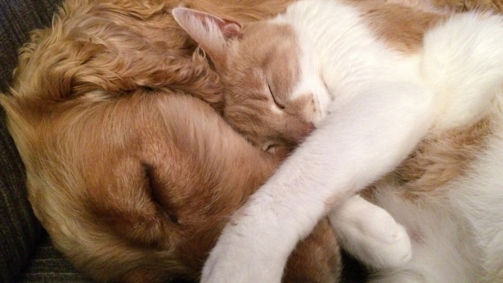 castração de gatos e cachorros