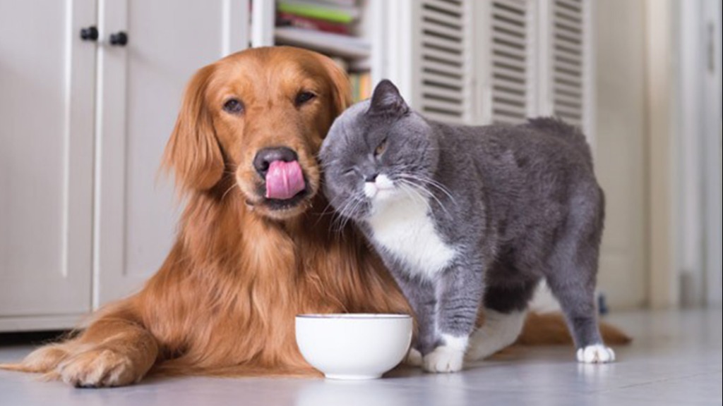 comportamento pets