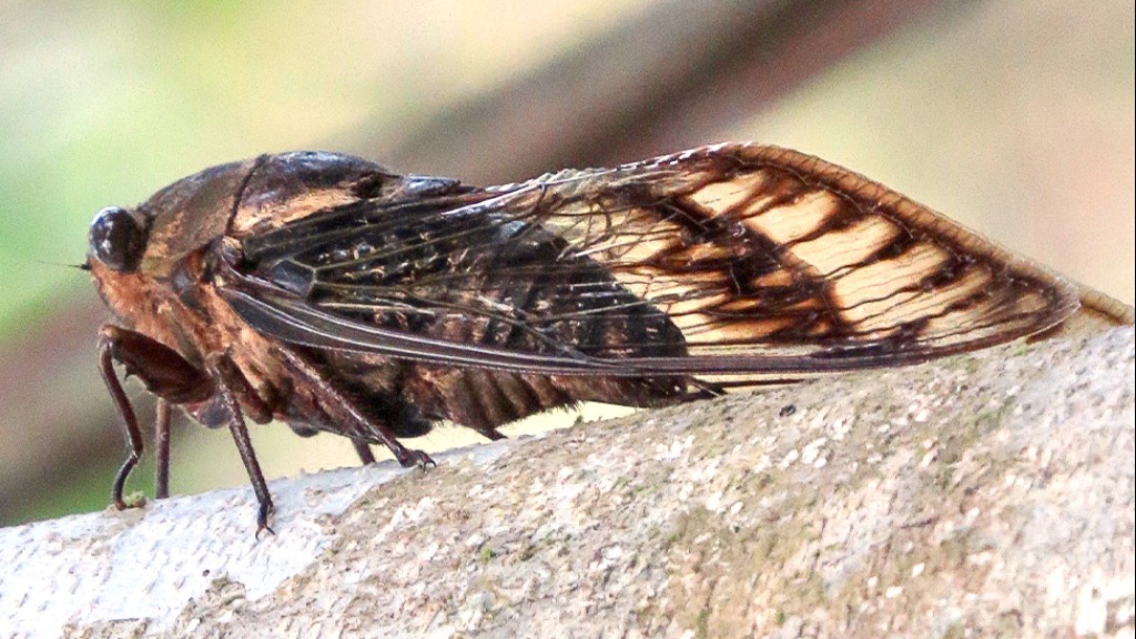 cigarra chuva