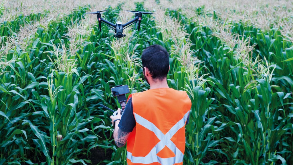 contagem de plantas por drones