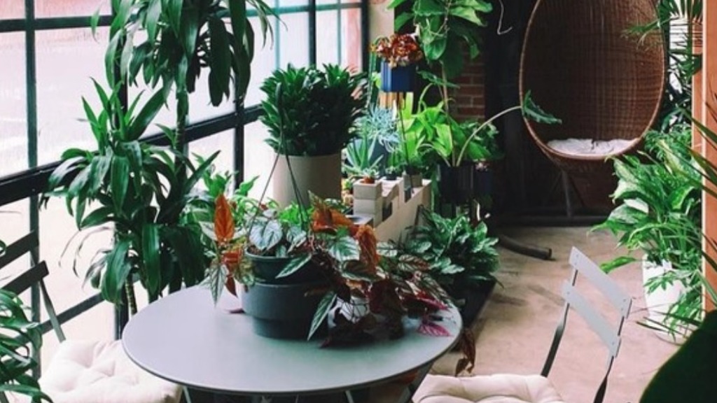 plantas ornamentais