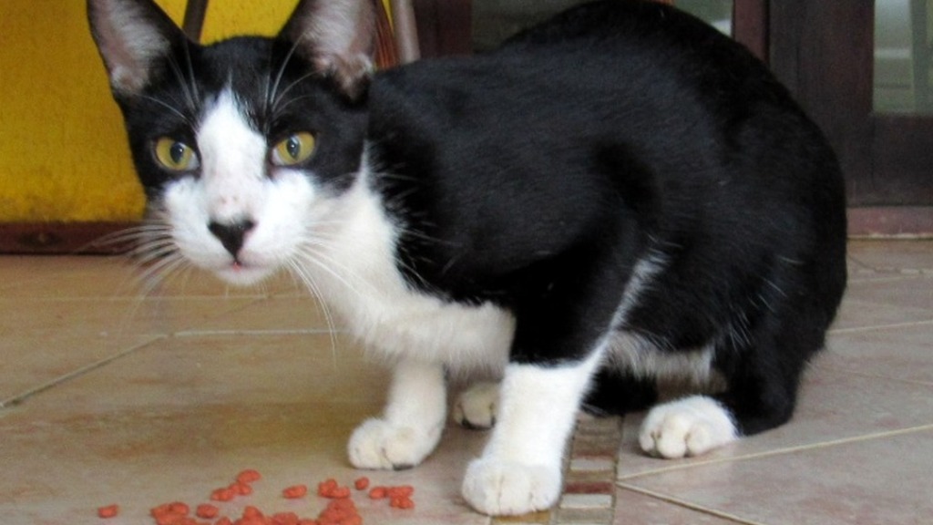 castração de gatos