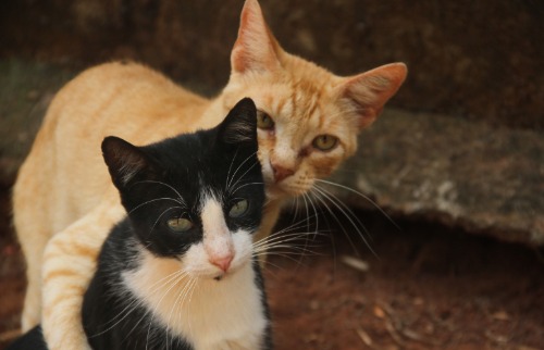castração de gato