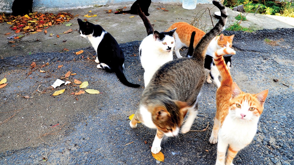comportamento alimentar gatos
