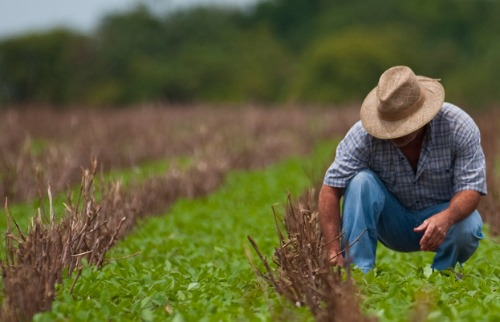 produção agrícola nacional