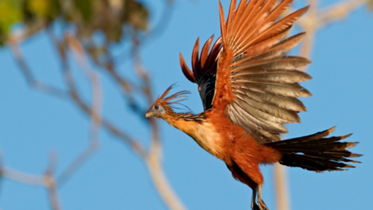 cigana aves