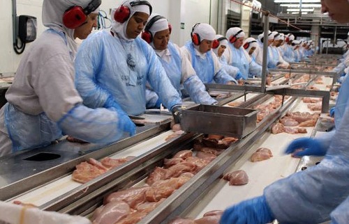 exportações carne frango
