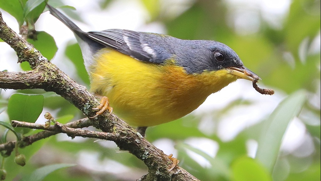 Alimentos para aves