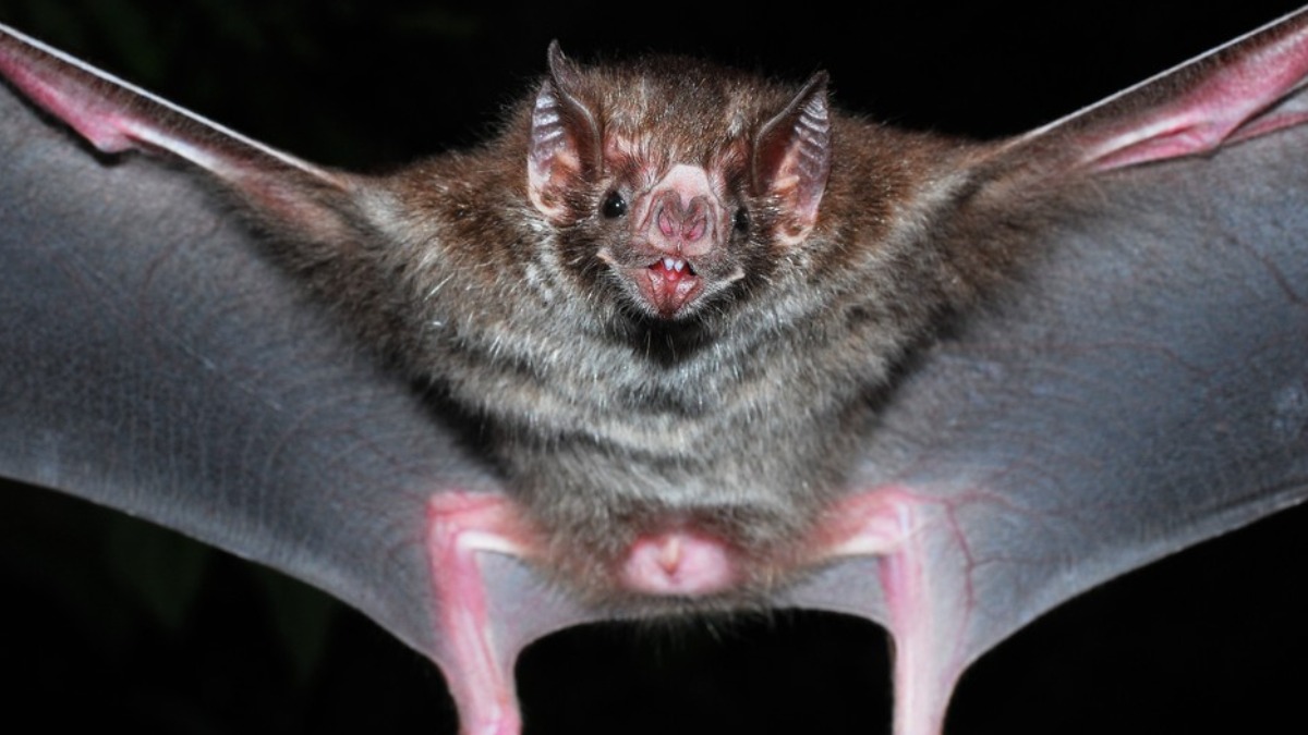 morcegos raiva