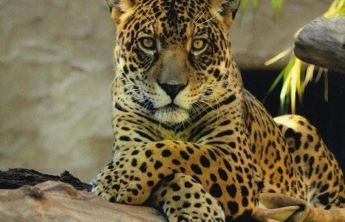 onça pintada