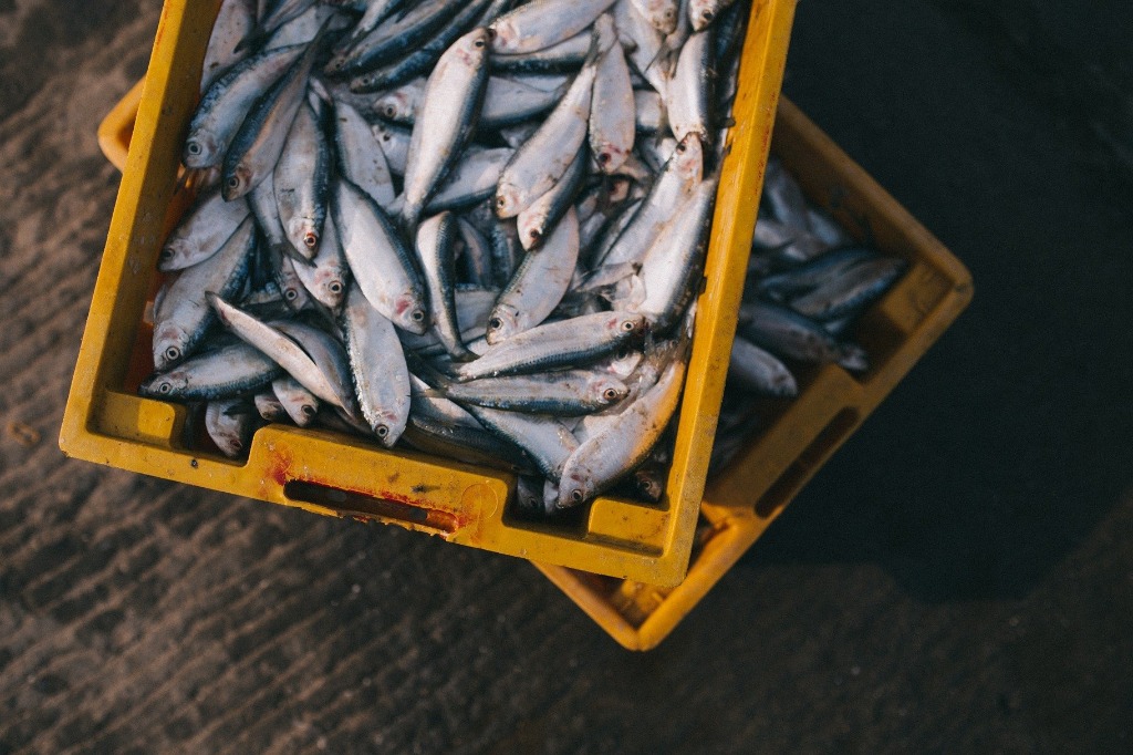 metais pesados nos peixes
