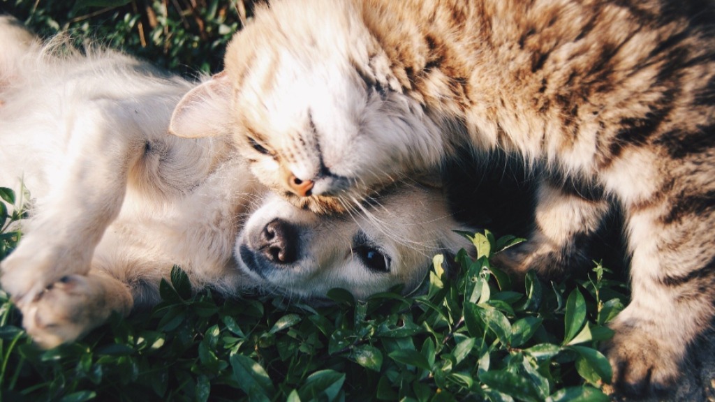 relacionamento entre pets
