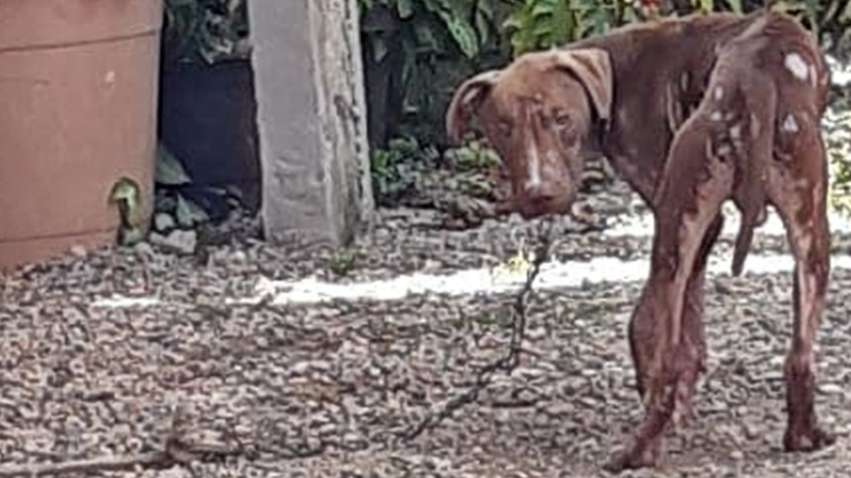 acorrentamento de cães e gatos
