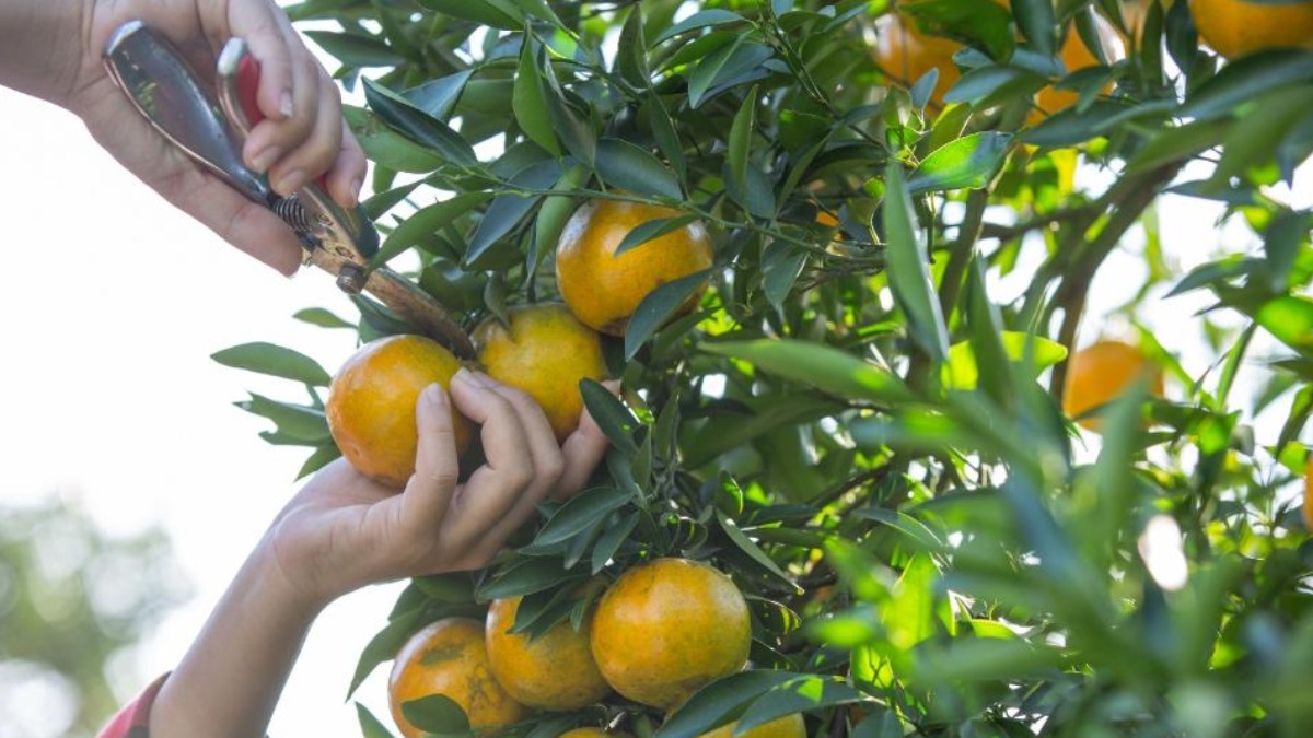 estoque de suco de laranja