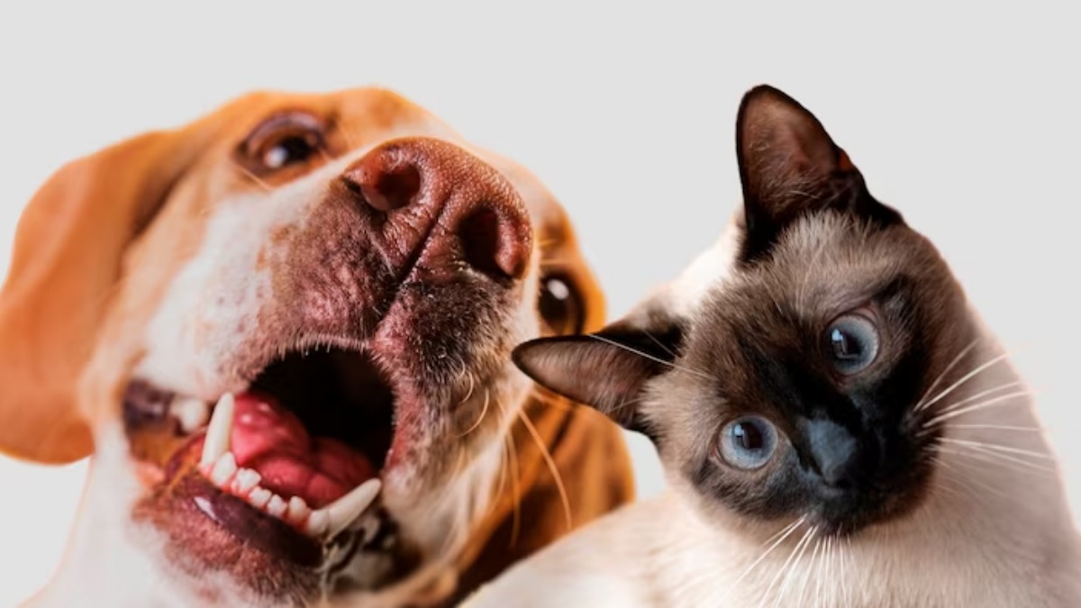Dia Nacional de Adotar um Animal