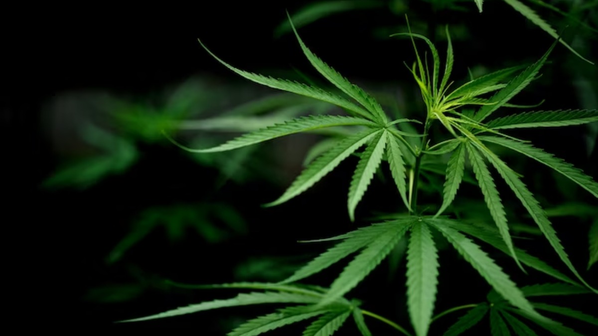 cannabis sativa
