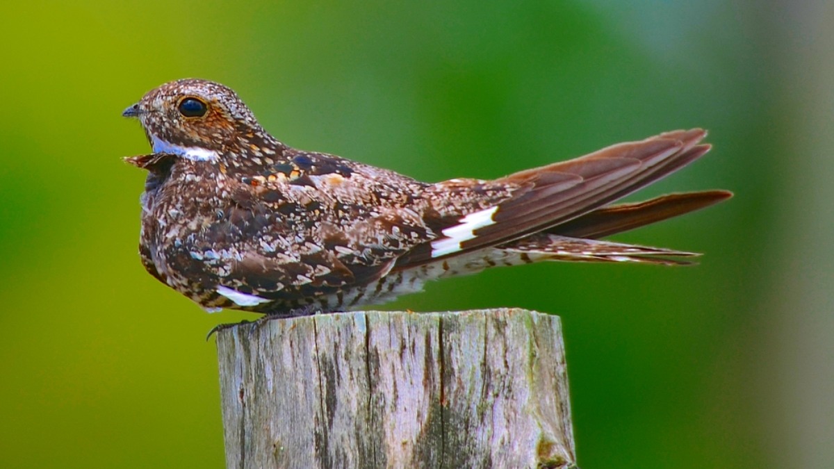 Aves noturnas