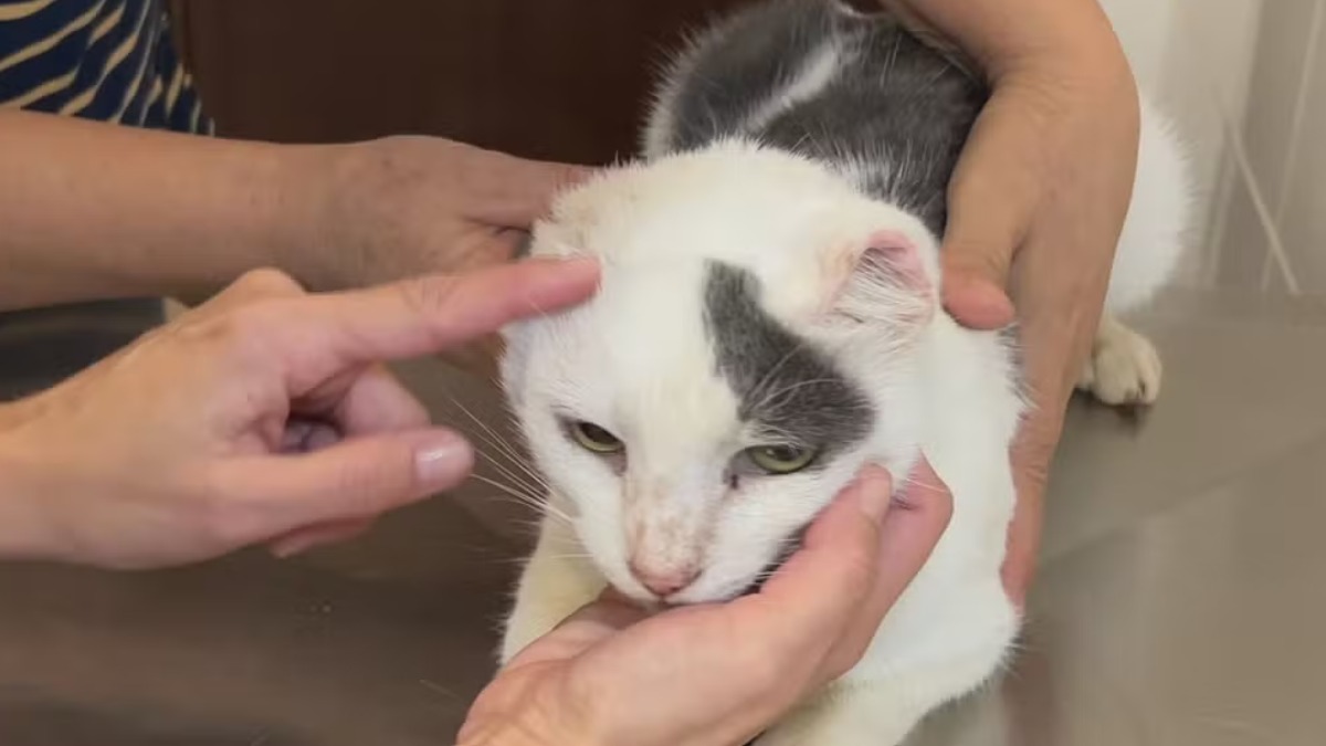 câncer de pele em gatos